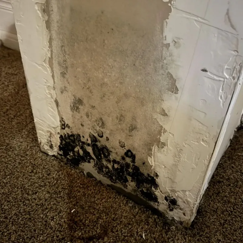 Professional Mold Removal in Worcester, MA